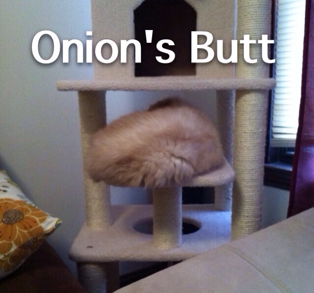 Onion Butt Pics 6